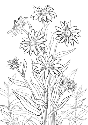 Black Eyed Susan Coloring Page